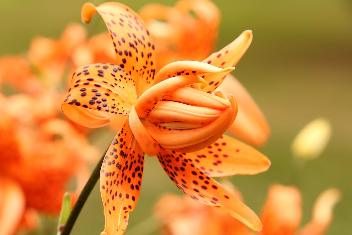 tiger-lilies-have-medicinal-properties